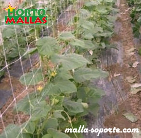 hortalizas con el soporte de malla espaldera HORTOMALLAS